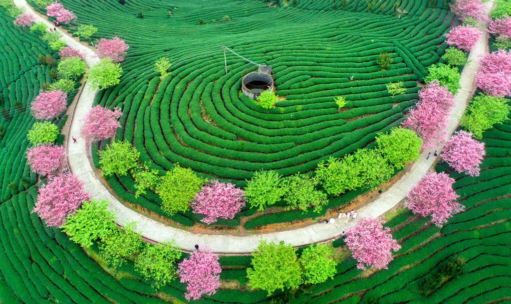 茶山春色，手機(jī)在線觀看的美好時(shí)光