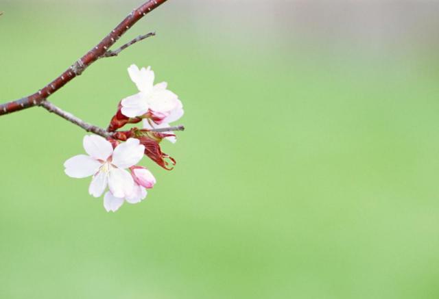 銀桃花貪歡，桃花盛宴中的情感糾纏在線閱讀