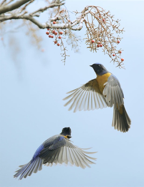 比翼鳥與葚鈺的奇幻故事，在線閱讀新體驗(yàn)之旅