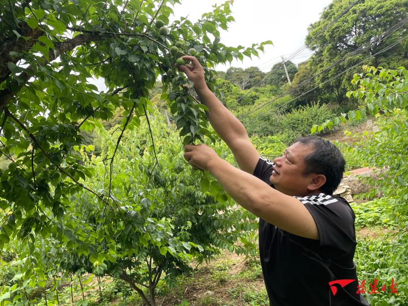 廣東青梅收購最新動態(tài)，市場趨勢、價格變動與行業(yè)展望