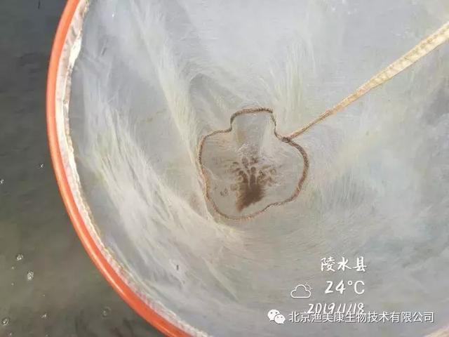 石斑魚孵化技術(shù)探索與突破